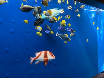 環境水族館アクアマリンふくしまに投稿された画像（2023/10/18）