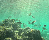 武藤潜水に投稿された画像（2023/10/18）