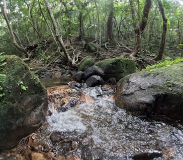 西表島 ADVENTURE PiPi（アドベンチャーピピ）に投稿された画像（2023/10/18）