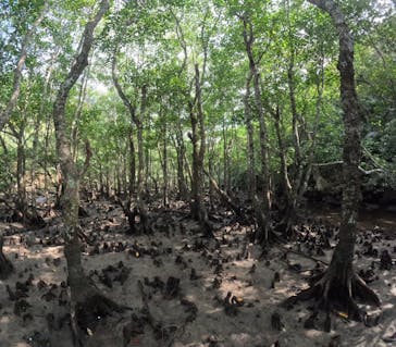 西表島 ADVENTURE PiPi（アドベンチャーピピ）に投稿された画像（2023/10/18）