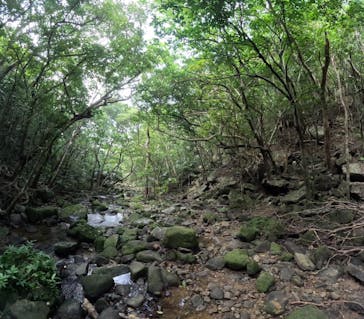 西表島 ADVENTURE PiPi（アドベンチャーピピ）に投稿された画像（2023/10/18）