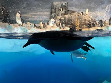 名古屋港水族館に投稿された画像（2023/10/18）