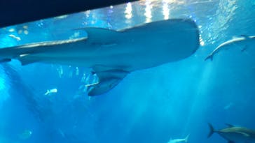 沖縄美ら海水族館に投稿された画像（2023/10/18）