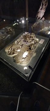 福井県立恐竜博物館に投稿された画像（2023/10/18）