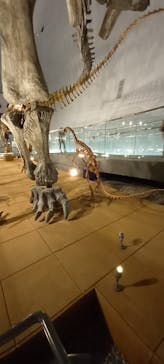 福井県立恐竜博物館に投稿された画像（2023/10/18）