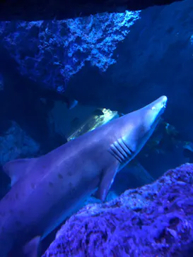 すみだ水族館に投稿された画像（2023/10/18）