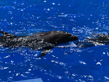 マクセル アクアパーク品川に投稿された画像（2023/10/18）