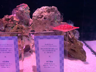 マクセル アクアパーク品川に投稿された画像（2023/10/18）