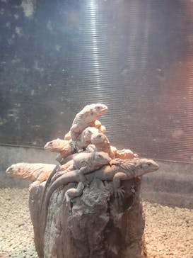 体感型動物園iZooに投稿された画像（2023/10/18）