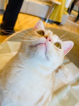 猫カフェモカ　イオンレイクタウン店に投稿された画像（2023/10/18）