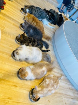 猫カフェモカ　イオンレイクタウン店に投稿された画像（2023/10/18）