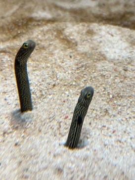 鴨川シーワールドに投稿された画像（2023/10/18）