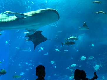 沖縄美ら海水族館に投稿された画像（2023/10/18）