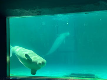 鴨川シーワールドに投稿された画像（2023/10/18）