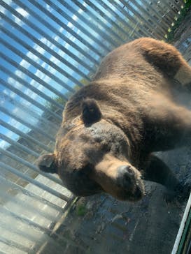 のぼりべつクマ牧場に投稿された画像（2023/10/18）