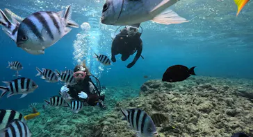 武藤潜水に投稿された画像（2023/10/19）