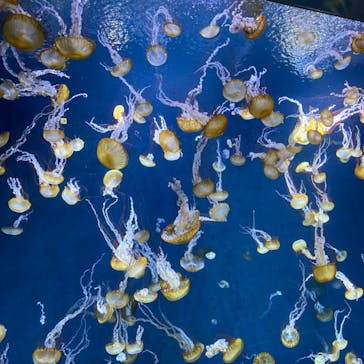 新江ノ島水族館に投稿された画像（2023/10/19）