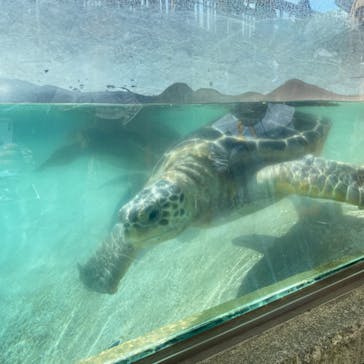 新江ノ島水族館に投稿された画像（2023/10/19）
