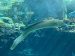 沖縄美ら海水族館に投稿された画像（2023/10/19）