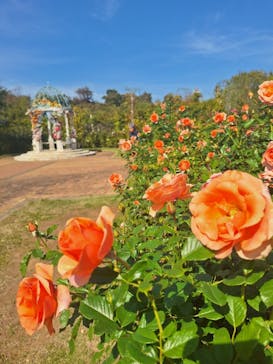 京成バラ園に投稿された画像（2023/10/19）