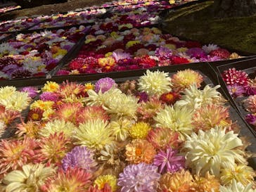 日本庭園　由志園に投稿された画像（2023/10/19）