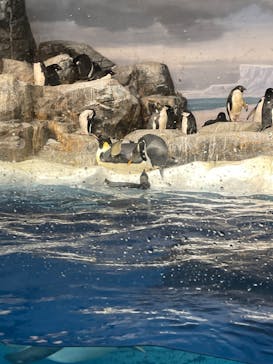 名古屋港水族館に投稿された画像（2023/10/19）