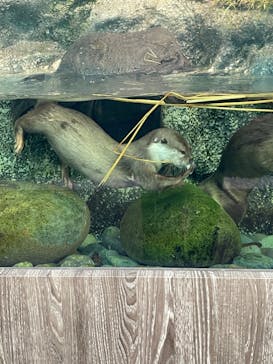 サンシャイン水族館に投稿された画像（2023/10/19）