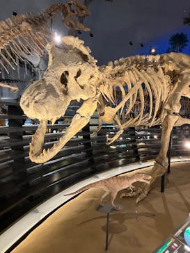 福井県立恐竜博物館に投稿された画像（2023/10/19）