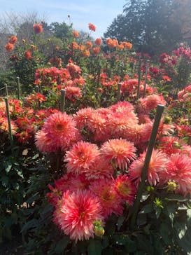 いばらきフラワーパークに投稿された画像（2023/10/19）