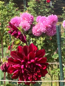 いばらきフラワーパークに投稿された画像（2023/10/19）