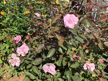 いばらきフラワーパークに投稿された画像（2023/10/19）