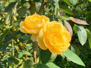 いばらきフラワーパークに投稿された画像（2023/10/19）