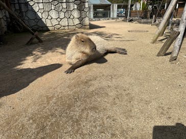 那須どうぶつ王国に投稿された画像（2023/10/19）