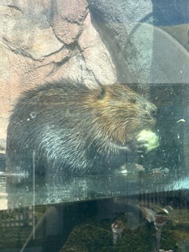 那須どうぶつ王国に投稿された画像（2023/10/19）