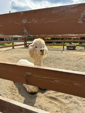 那須どうぶつ王国に投稿された画像（2023/10/19）