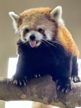 那須どうぶつ王国に投稿された画像（2023/10/19）