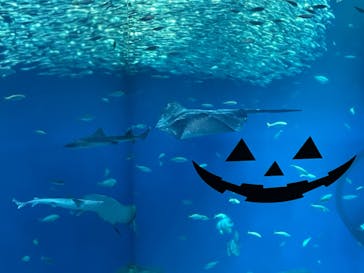 アクアワールド茨城県大洗水族館に投稿された画像（2023/10/19）