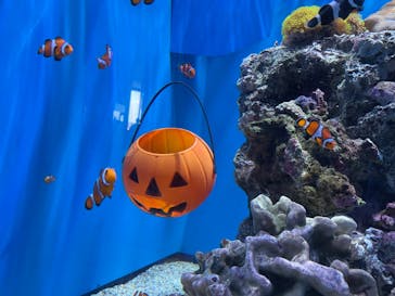 アクアワールド茨城県大洗水族館に投稿された画像（2023/10/19）