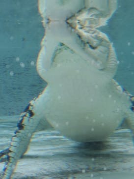 熱川バナナワニ園に投稿された画像（2023/10/20）