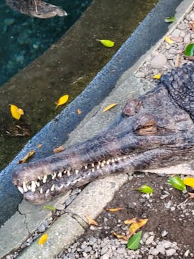 熱川バナナワニ園に投稿された画像（2023/10/20）