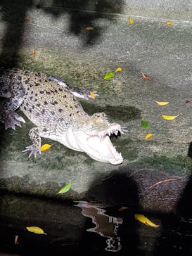 熱川バナナワニ園に投稿された画像（2023/10/20）