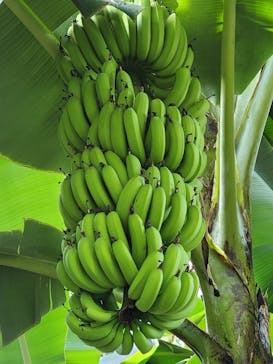 熱川バナナワニ園に投稿された画像（2023/10/20）