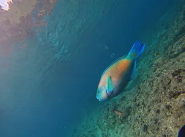 武藤潜水に投稿された画像（2023/10/20）