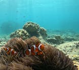 青の洞窟専門店　沖縄ダイビングショップ和に投稿された画像（2023/10/20）