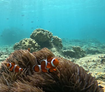 青の洞窟専門店　沖縄ダイビングショップ和に投稿された画像（2023/10/20）