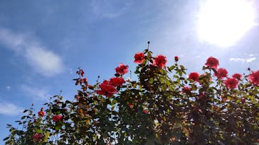 いばらきフラワーパークに投稿された画像（2023/10/20）