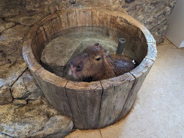 おさるランド＆アニタウン　日光さる軍団劇場に投稿された画像（2023/10/20）