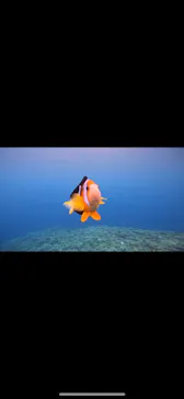 武藤潜水に投稿された画像（2023/10/20）