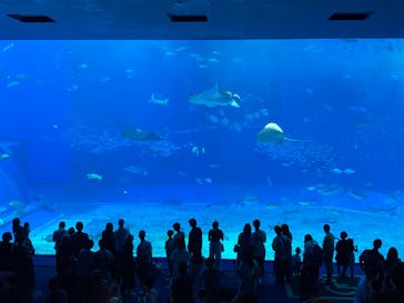 沖縄美ら海水族館に投稿された画像（2023/10/20）