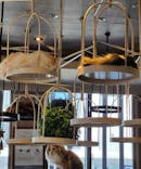 猫カフェモカ　渋谷センター街店に投稿された画像（2023/10/20）